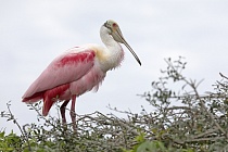 Die Rosalöffler brüten in den heißen Feuchtgebieten Floridas und überwintern in Teilen Mittel- und Südamerikas.