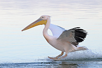 Rosapelikan