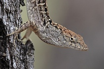 Der Rotkehl-Anolis ist zur Anpassung an seine Umgebung zum Farbwechsel von braun zu grün fähig. Diese Eidechse ist in Florida sehr häufig anzutreffen.
