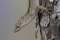 Der Rotkehl-Anolis ist zur Anpassung an seine Umgebung zum Farbwechsel von braun zu grün fähig. Diese Eidechse ist in Florida sehr häufig anzutreffen.