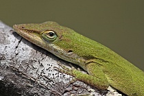 Der Rotkehl-Anolis ist zur Anpassung an seine Umgebung zum Farbwechsel von braun zu grün fähig. Diese Eidechse ist in Florida sehr häufig anzutreffen.
