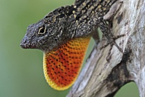Der Rotkehl-Anolis ist zur Anpassung an seine Umgebung zum Farbwechsel von braun zu grün fähig. Diese Eidechse ist in Florida sehr häufig anzutreffen.