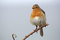 Rotkehlchen in Nordspanien