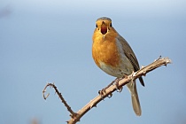 Rotkehlchen in Nordspanien