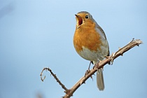 Rotkehlchen in Nordspanien
