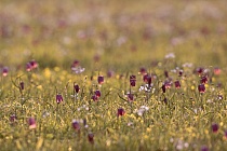 Schachblume