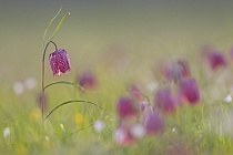 Schachblume