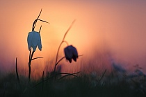 Schachblume