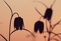 Schachblume