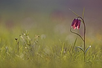 Schachblume
