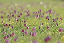 Schachblume
