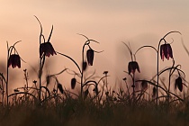 Schachblume