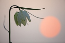 Schachblume