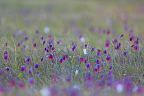 Schachblume