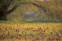 Schachblume