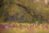 Schachblume