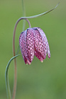 Schachblume