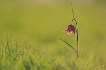 Schachblume