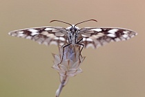 Schachbrettfalter