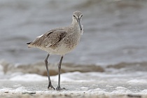 An den Küsten Floridas trifft man diesen Watvogel häufig an.