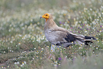 Schmutzgeier in der Extremadura
