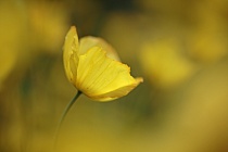 Der Wald-Scheinmohn oder Schottische Mohn ist in Schottland und Wales verbreitet.