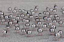 Eine an manchen Küstenabschnitten Floridas häufige Erscheinung ist der Scherenschnabel. Bei der Nahrungssuche durchpflügt er mit seinem verlängerten Unterschnabel die Wasseroberfläche im Flug. Seine Hauptnahrung sind kleine Fische.
