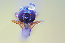 Schwebfliege