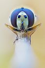 Schwebfliege
