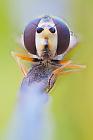 Schwebfliege