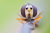 Schwebfliege
