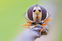 Schwebfliege