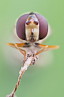 Schwebfliege in extremer Makroaufnahme (Focus Bracketing)