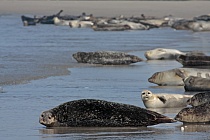 Seehund Phoca vitulina Common Seal