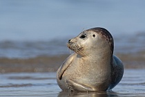 Seehund Phoca vitulina Common Seal