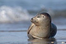 Seehund Phoca vitulina Common Seal