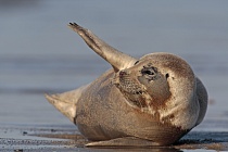Seehund Phoca vitulina Common Seal