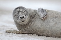 Seehund Phoca vitulina Common Seal