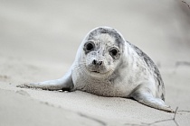 Seehund Phoca vitulina Common Seal