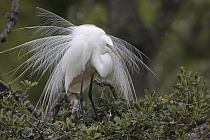 Der in großen Teilen der Welt verbreitete Silberreiher ist auch in Florida sehr häufig anzutreffen. 