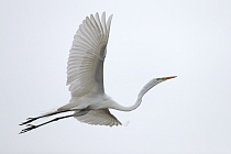 Der in großen Teilen der Welt verbreitete Silberreiher ist auch in Florida sehr häufig anzutreffen. 