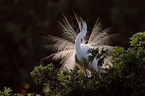 Der in großen Teilen der Welt verbreitete Silberreiher ist auch in Florida sehr häufig anzutreffen. 