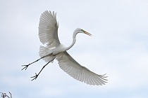Der in großen Teilen der Welt verbreitete Silberreiher ist auch in Florida sehr häufig anzutreffen. 