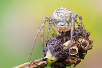 Spinne