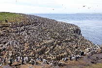 Staple Island