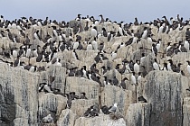 Trottellumme auf den Farne Islands, Nordostengland