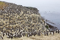 Die Farne Islands vor der Nordostküste Englands sind vulkanischen Ursprungs. Tausende von Seevögeln brüten und ziehen ihren Nachwuchs dort auf.