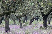 Steineichen-Dehesa in der Extremadura, Spanien