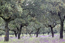 Steineichen-Dehesa in der Extremadura, Spanien