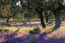 Steineichen-Dehesa in der Extremadura, Spanien